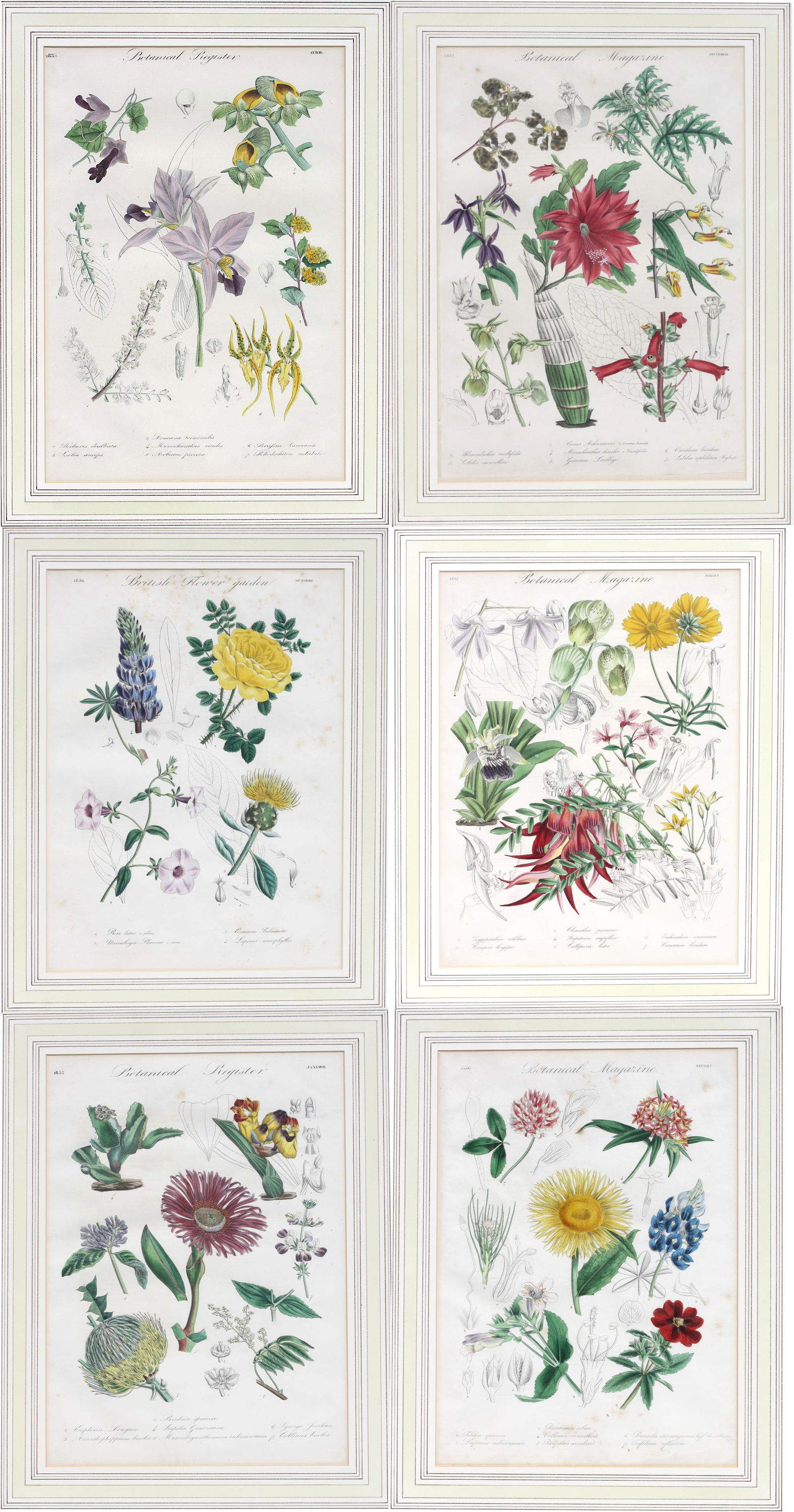 Set of Six French Hand-Colored Botanicals (1 of 17)