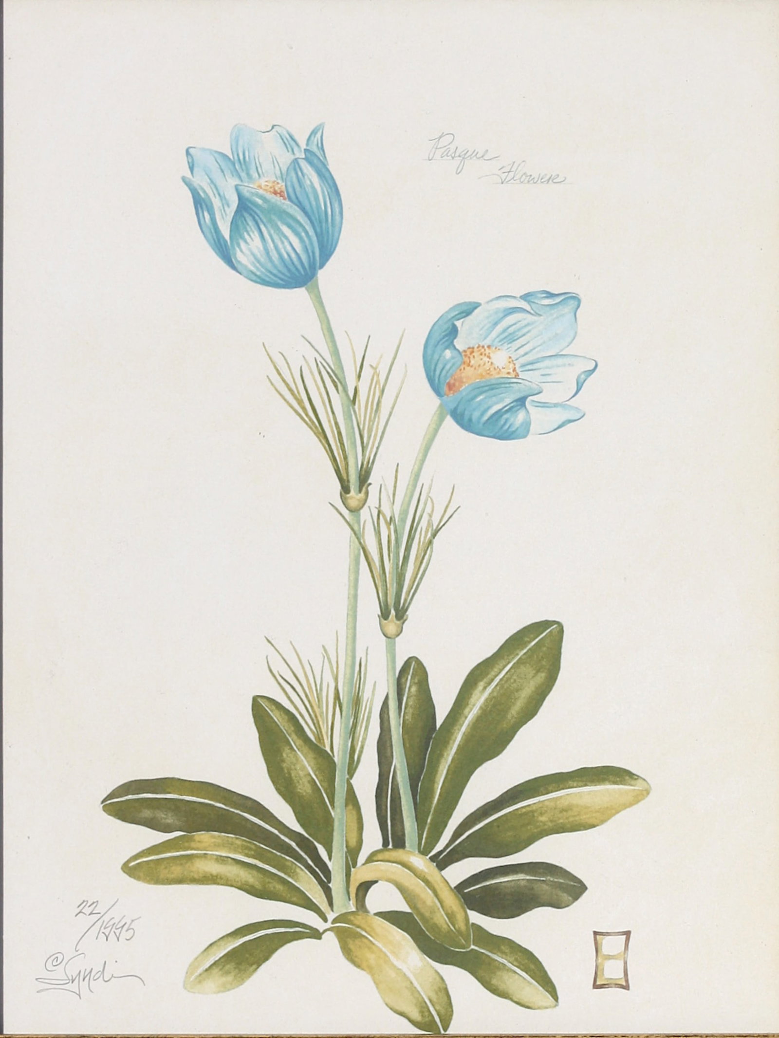 Botanical Lithograph of Tulips: Botanical Lithograph of Tulips signed, numbered 22/1995, titled, Pasque Flower, in a gilt frame. overall, 15.25 by 12.5 in.