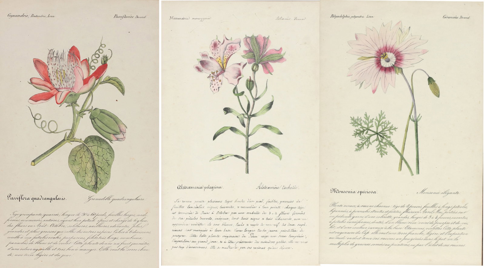 Three French Hand-Colored Botanical Prints, (1 of 7)
