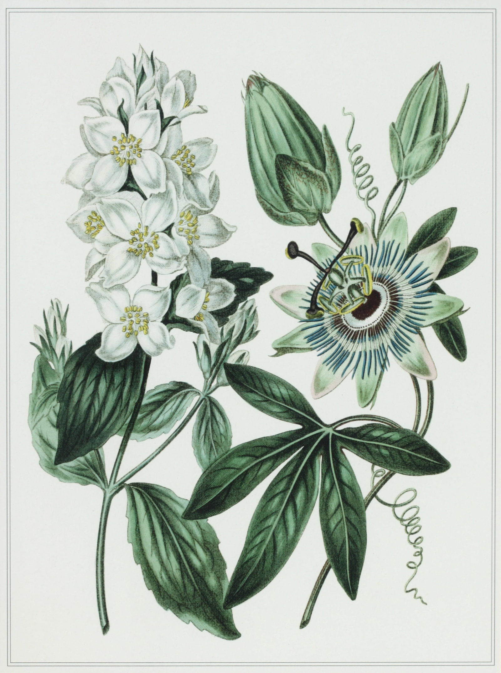European Botanical Print (1 of 4)