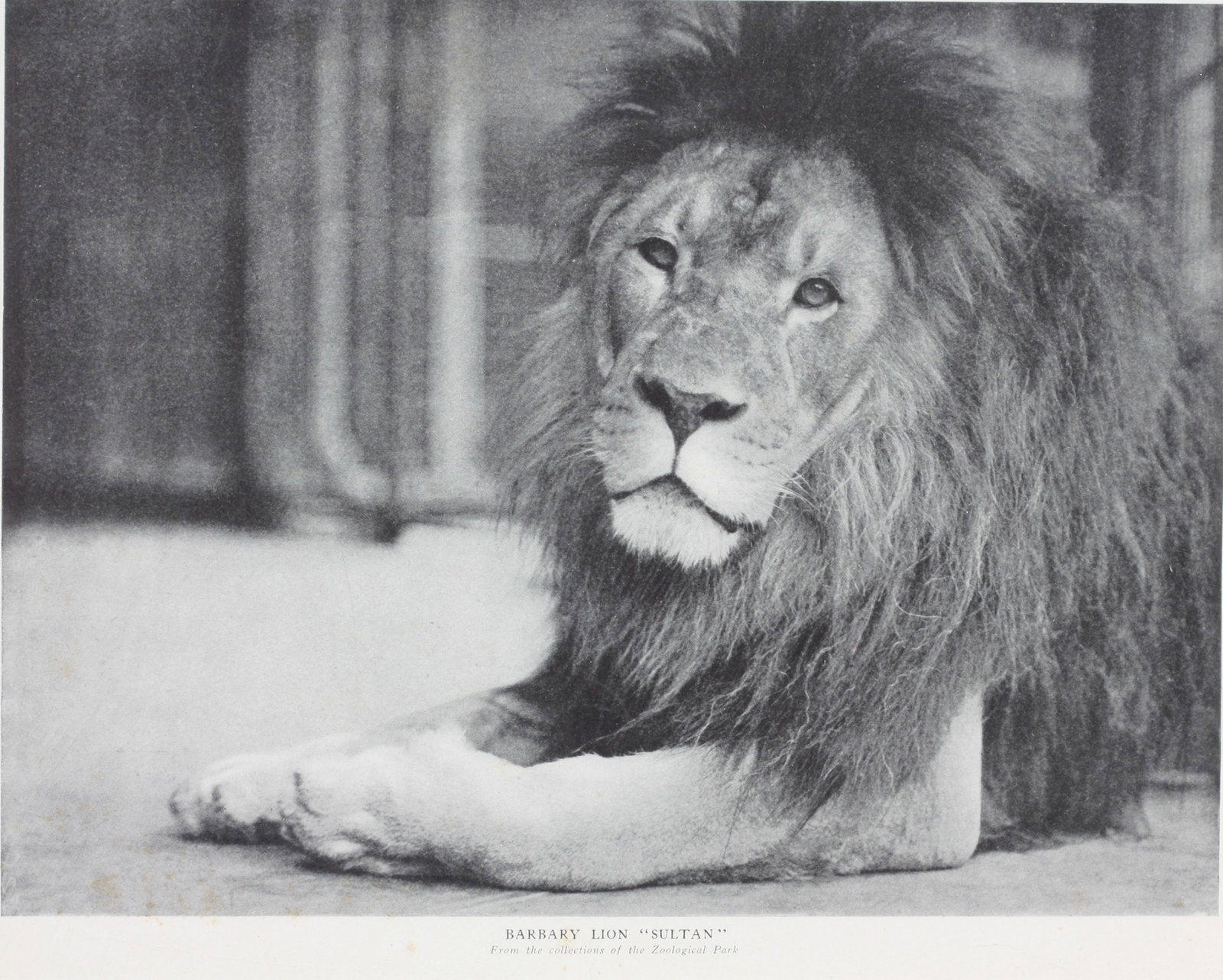 The Barbary Lion, Sultan, Offset Photograph (1 of 3)