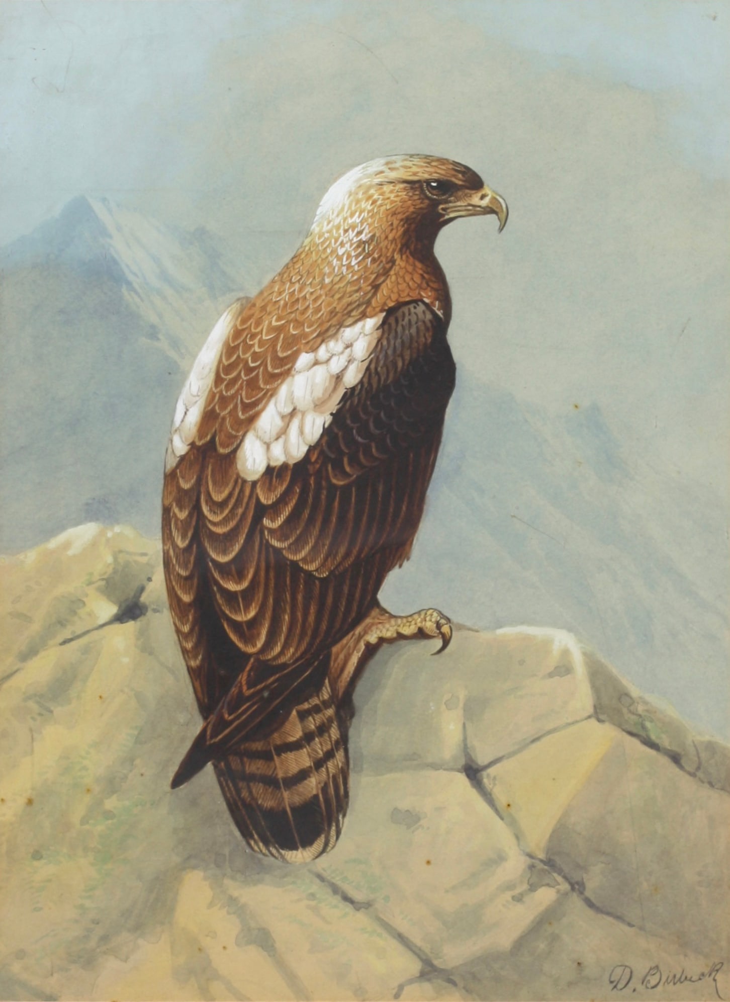 Donald Birbeck, 20th Century, Watercolor: Donald Birbeck, 20th Century A well-painted eagle perched on a boulder, signed D. Birbeck, l.r., watercolor on paper overall, 23 by 27 in. (58 by 69 cm.)