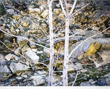 Christopher Burkett (American, b. 1951): Property from a Private Collection, Fort Lauderdale Christopher Burkett (American, b. 1951) Flowering Beech with Rock Wall, Virginia, 1987 CIBA chrome print, printed 1991, No. 13 signed, titled,