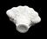 A DEHUA BLANC-DE CHINE PORCELAIN LIBATION CUP 17TH CENT - 6