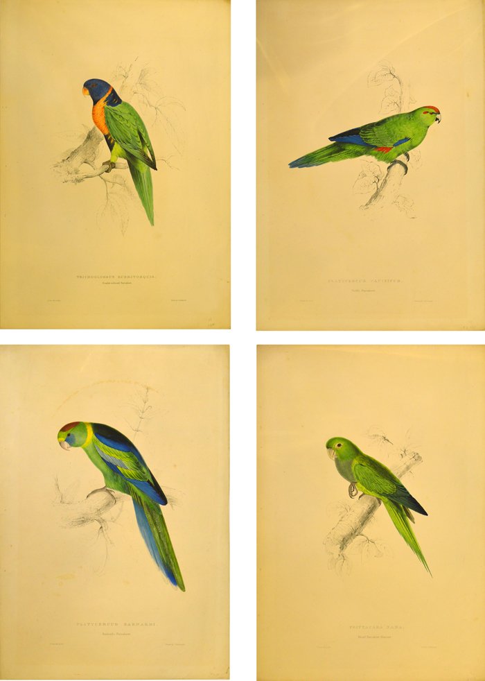 EDWARD LEAR (BRITISH 1812-88) Four hand coloured litho: EDWARD LEAR (BRITISH 1812-88) Four hand coloured lithographs Published London (1830-32) Pacific Parrakeet Dwarf Parrakeet Maccaw Scarlet-collared Parrakeet Barnard's Parrakeet (4)