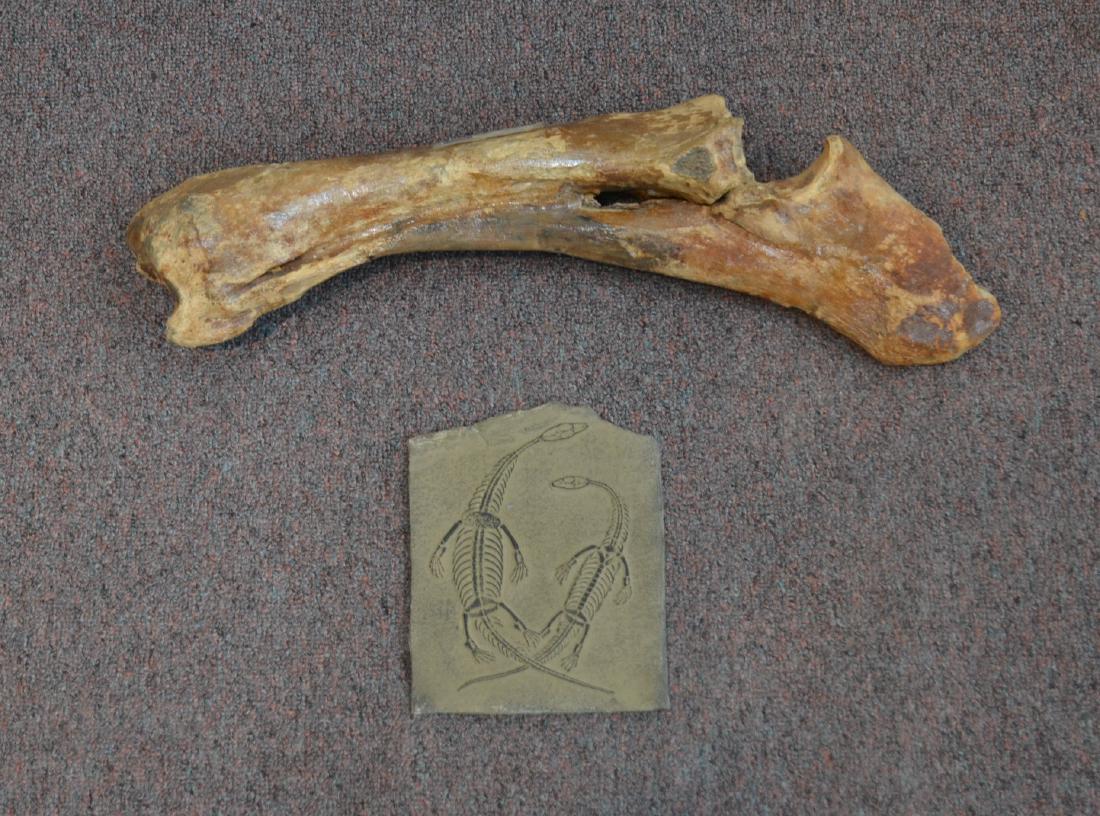 BISON PRISCUS ULNA -RADIUS FOUND IN NETHERLANDS (1 of 10)