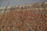 8' 9" x 11' 10" ANTIQUE SAROUK RUG - 7