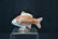ROYAL CROWN DERBY FISH - 7 1/2" x 2" x 4" - 2