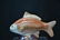 ROYAL CROWN DERBY FISH - 7 1/2" x 2" x 4" - 3