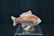 ROYAL CROWN DERBY FISH - 7 1/2" x 2" x 4" - 4