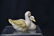 HEREND PORCELAIN DUCKS - 3" x 4 1/2" x 3" - 2