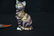 ROYAL CROWN DERBY SEATED CAT & ROYAL CROWN - 3