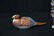 ROYAL CROWN DERBY SEATED CAT & ROYAL CROWN - 4