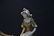 LARGE ROYAL DUX ART NOUVEAU SHELL CENTERPIECE - 3