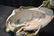 LARGE ROYAL DUX ART NOUVEAU SHELL CENTERPIECE - 7