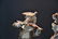 (Pr) ROYAL DUX PORCELAIN FIGURES - 4