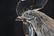LALIQUE CRYSTAL ROOSTER HEAD MASCOT - 3