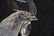 LALIQUE CRYSTAL ROOSTER HEAD MASCOT - 6