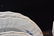 ROYAL COPENHAGEN BLUE FLOWERS DINNER SERVICE - 9