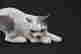 item-112286457=4