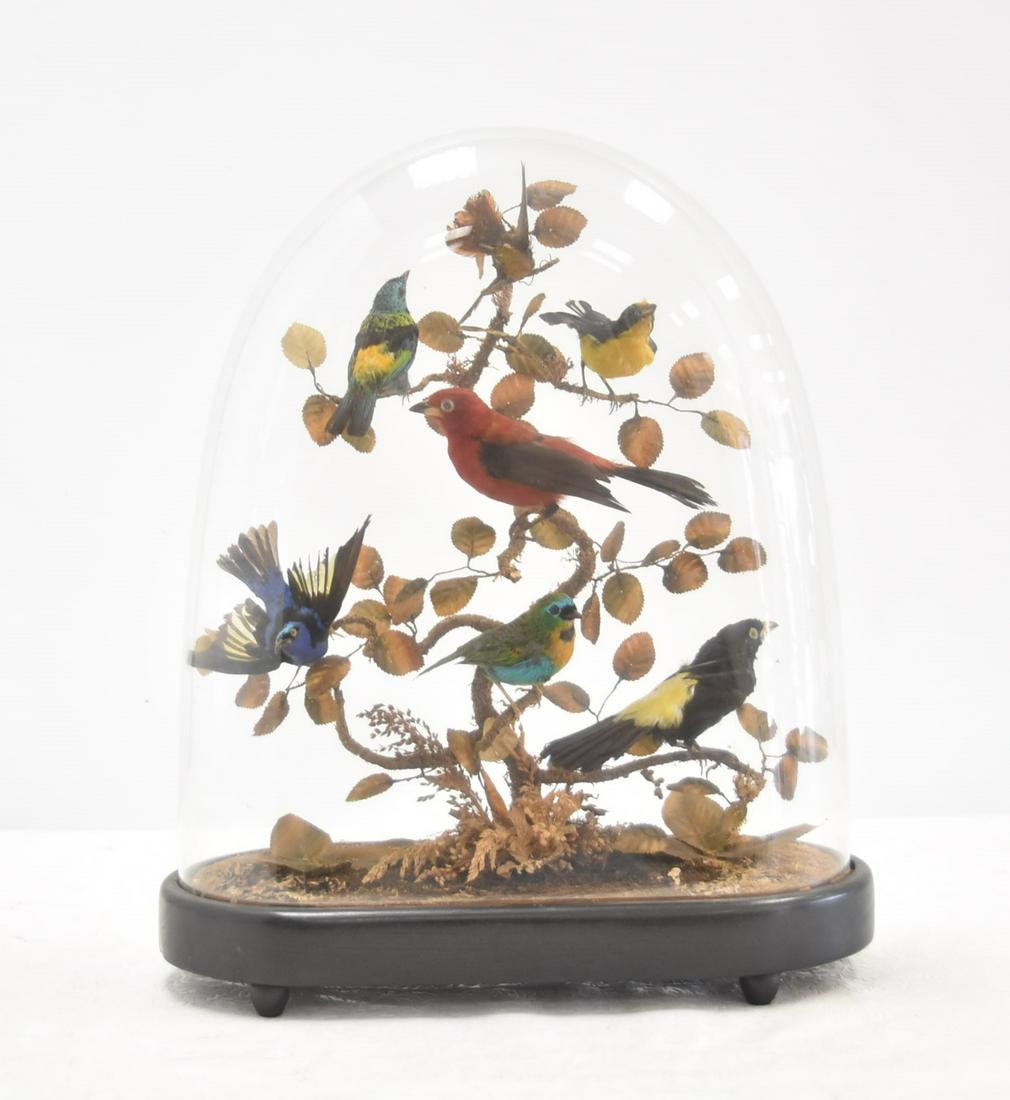 19TH CENTURY AVIARY TERRARIUM DOME (1 of 11)