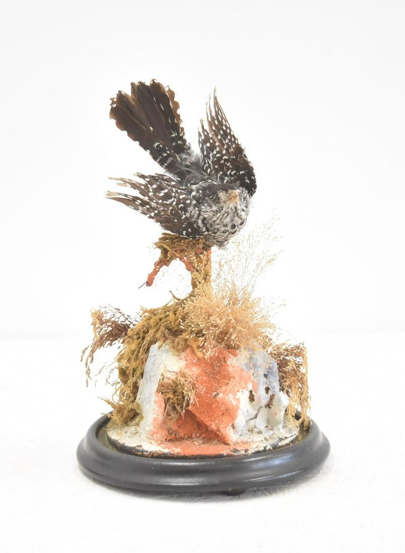 VICTORIAN TAXIDERMY BIRD DOME (1 of 11)