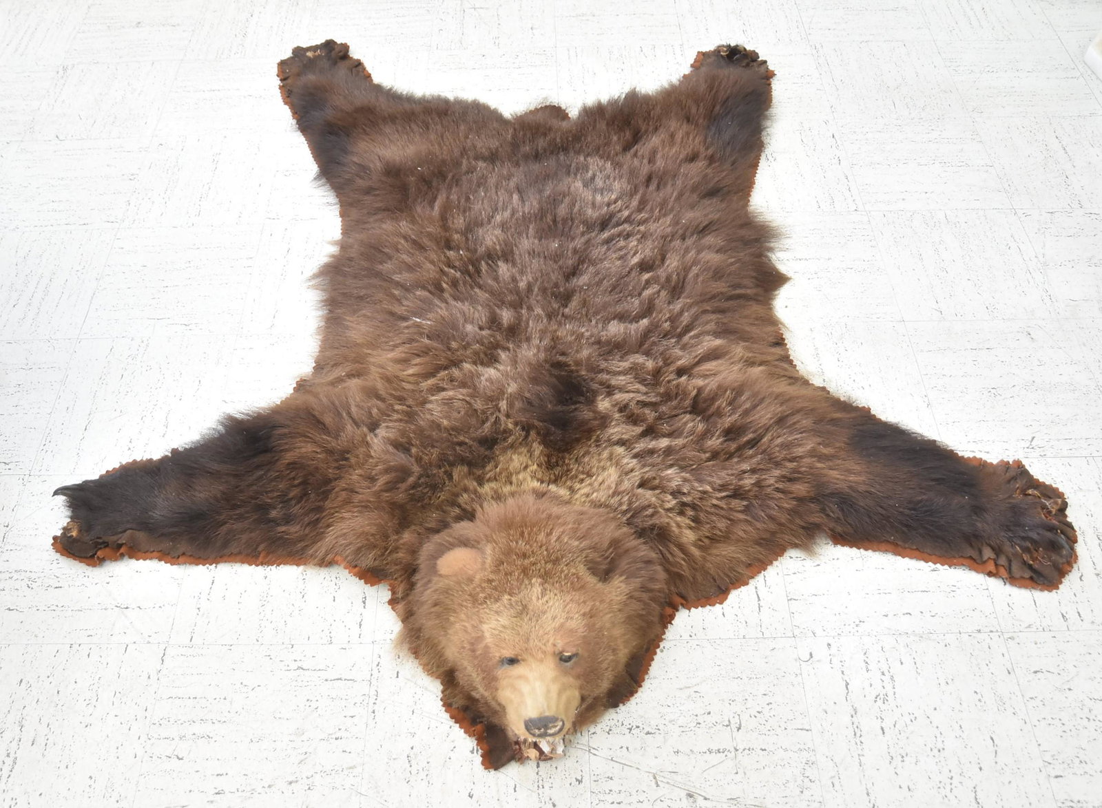 TAXIDERMY BROWN BEAR SKIN RUG (1 of 12)