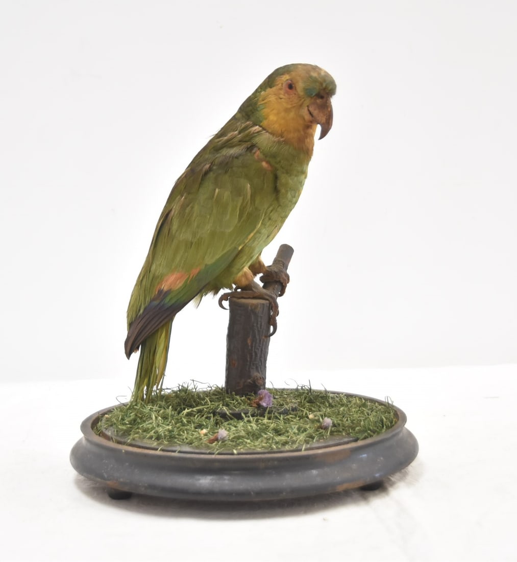 ANTIQUE TAXIDERMY PARROT BIRD DOME: ANTIQUE AVIARY TAXIDERMY PARROT UNDER GLASS DOME - 8" x 19"