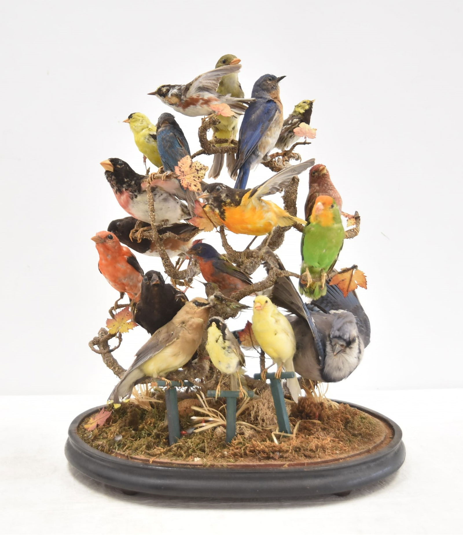 LARGE 18-BIRD TAXIDERMY BIRD DOME AVIARY (1 of 18)