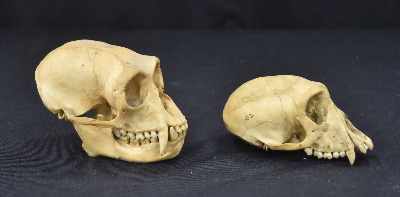 (2) Taxidermy Monkey Skulls Auction