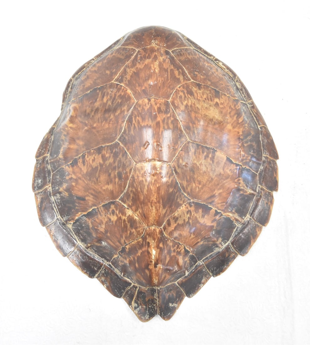GENUINE ANTIQUE TORTOISE SHELL - 18" LONG (1 of 9)