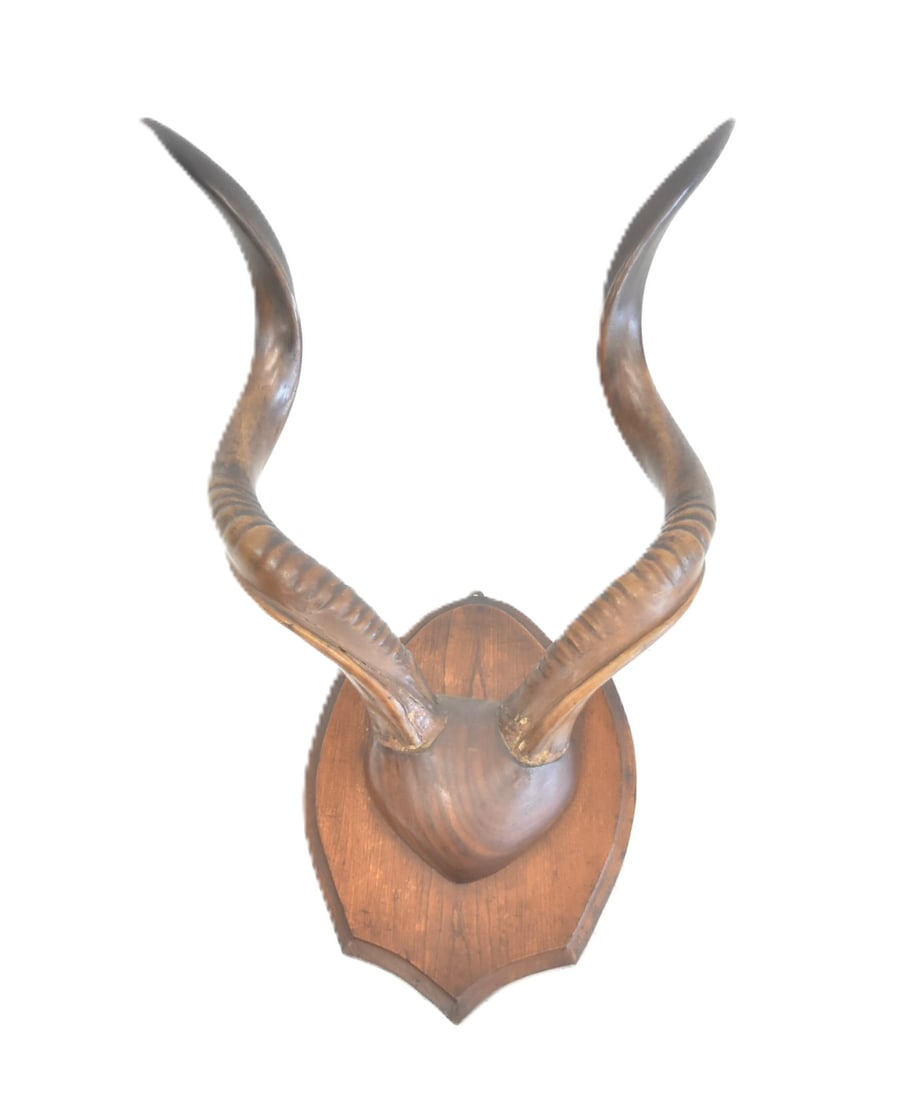 LARGE MOUNTED KUDU HORNS ON OAK SHIELD (1 of 5)