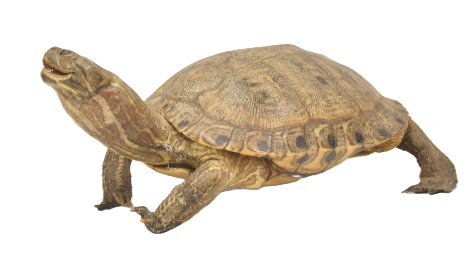 ANTIQUE TAXIDERMY TORTOISE TURTLE (1 of 10)