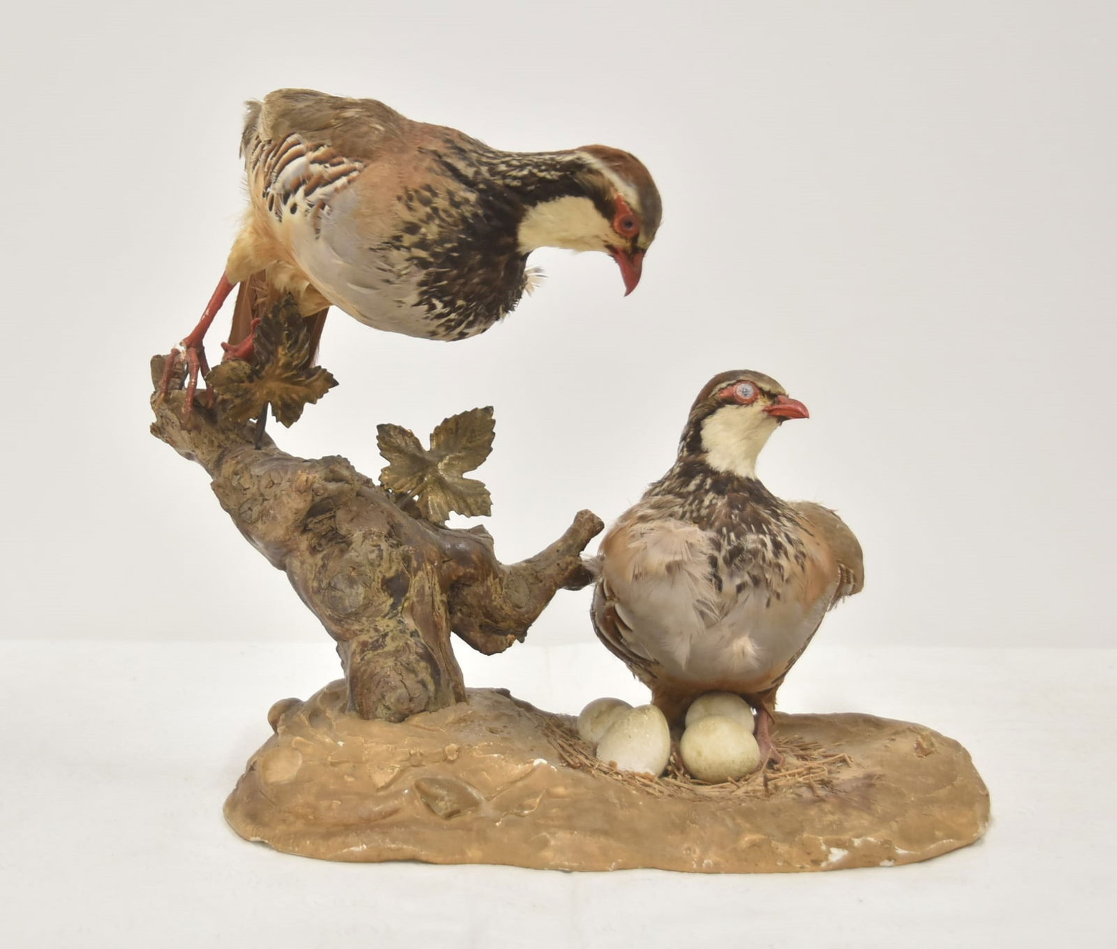 TAXIDERMY PARTRIDGE BIRDS WITH EGGS (1 of 11)