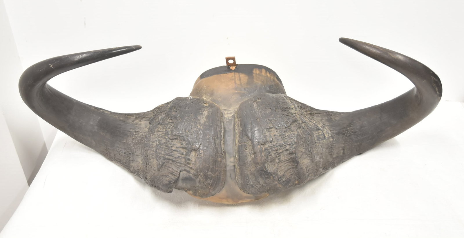 LARGE TAXIDERMY WATER BUFFALO HORNS: LARGE TAXIDERMY WATER BUFFALO HORNS WALL MOUNT ; MARKED MASAI KENYA - 14" x 14" x 20"
