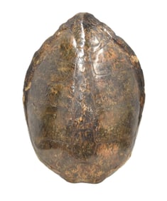 VERY LARGE SEA TURTLE SHELL