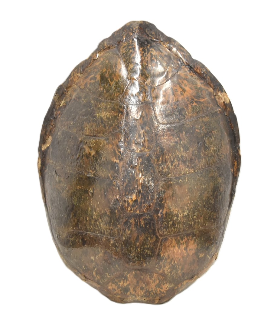 VERY LARGE SEA TURTLE SHELL (1 of 10)