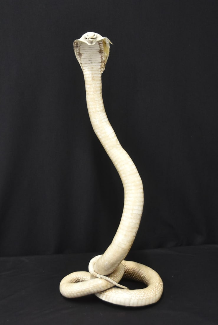 WHITE COBRA SNAKE TAXIDERMY: WHITE COBRA SNAKE TAXIDERMY MOUNTED IN STRIKING POSITION ; WITH RED GLASS EYES - 10" x 7" x 25" (PIECE OF SKIN MISSING )