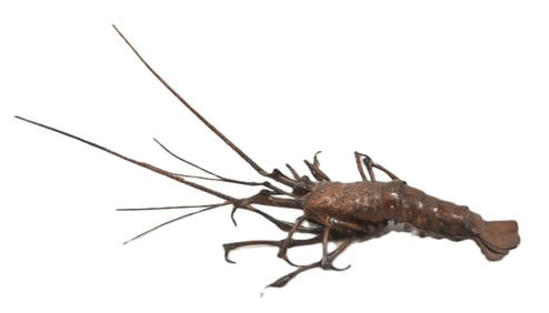 JAPANESE ARTICULATED COPPER SPINY LOBSTER