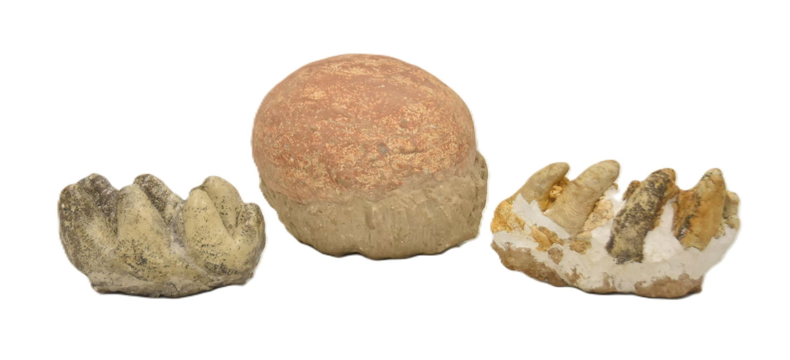 DINOSAUR EGG FOSSIL / FOSSIL DINOSAUR TEETH (1 of 8)