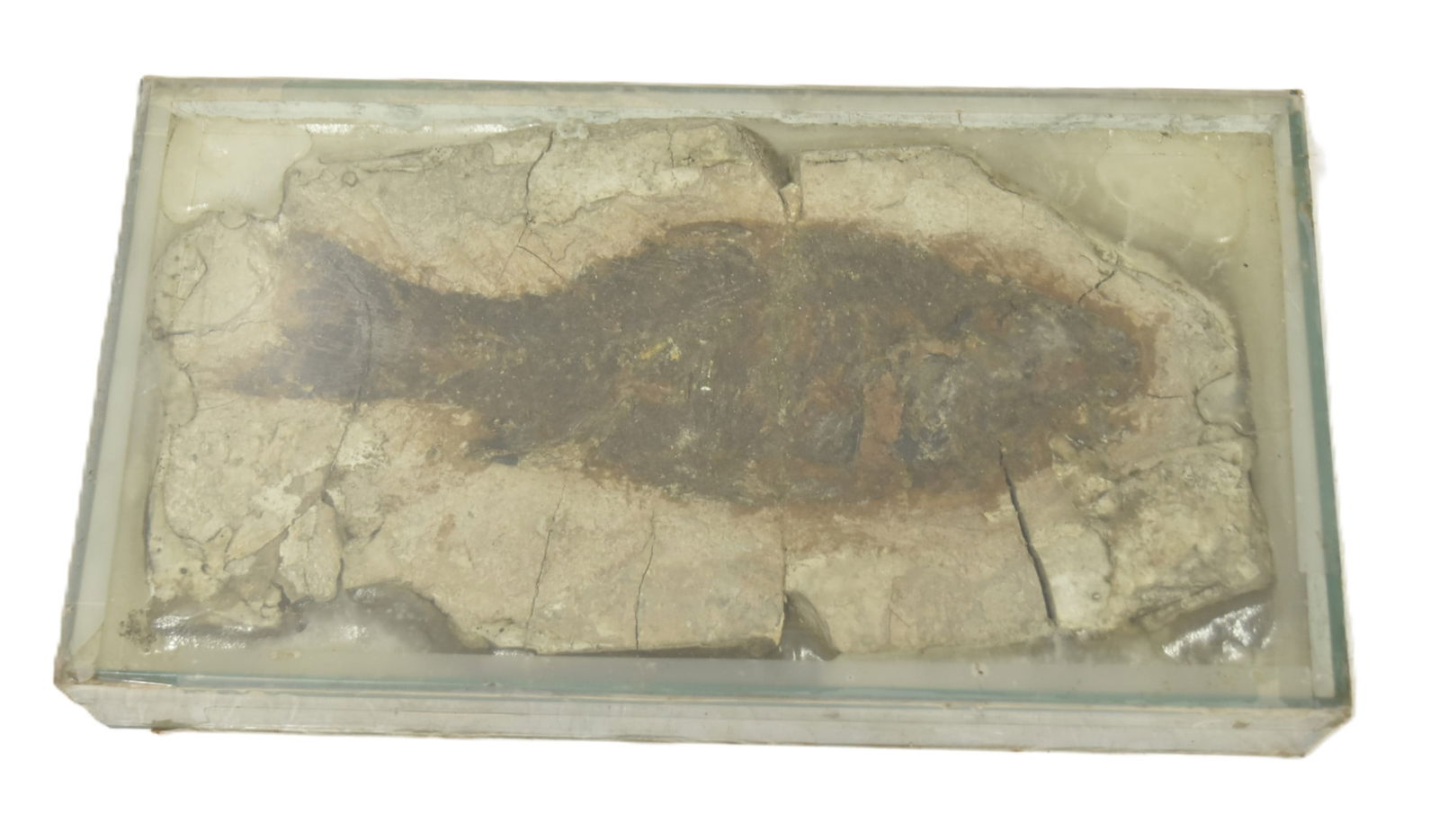 ANCIENT FOSSILIZED FISH SPECIMEN (1 of 7)