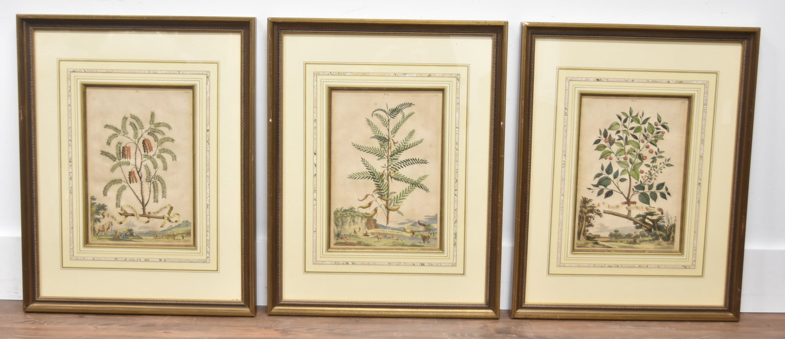 (3) ABRAHAM MUNTING BOTANICAL ENGRAVINGS (1 of 20)