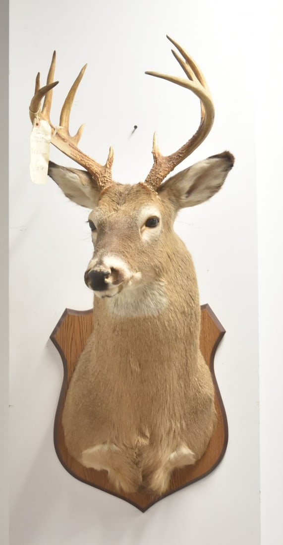 12-POINT WHITE TAIL DEER TAXIDERMY SHOULDER MOUNT: 12 POINT WHITE TAIL DEER TAXIDERMY SHOULDER MOUNT - 12" x 21" x 37"