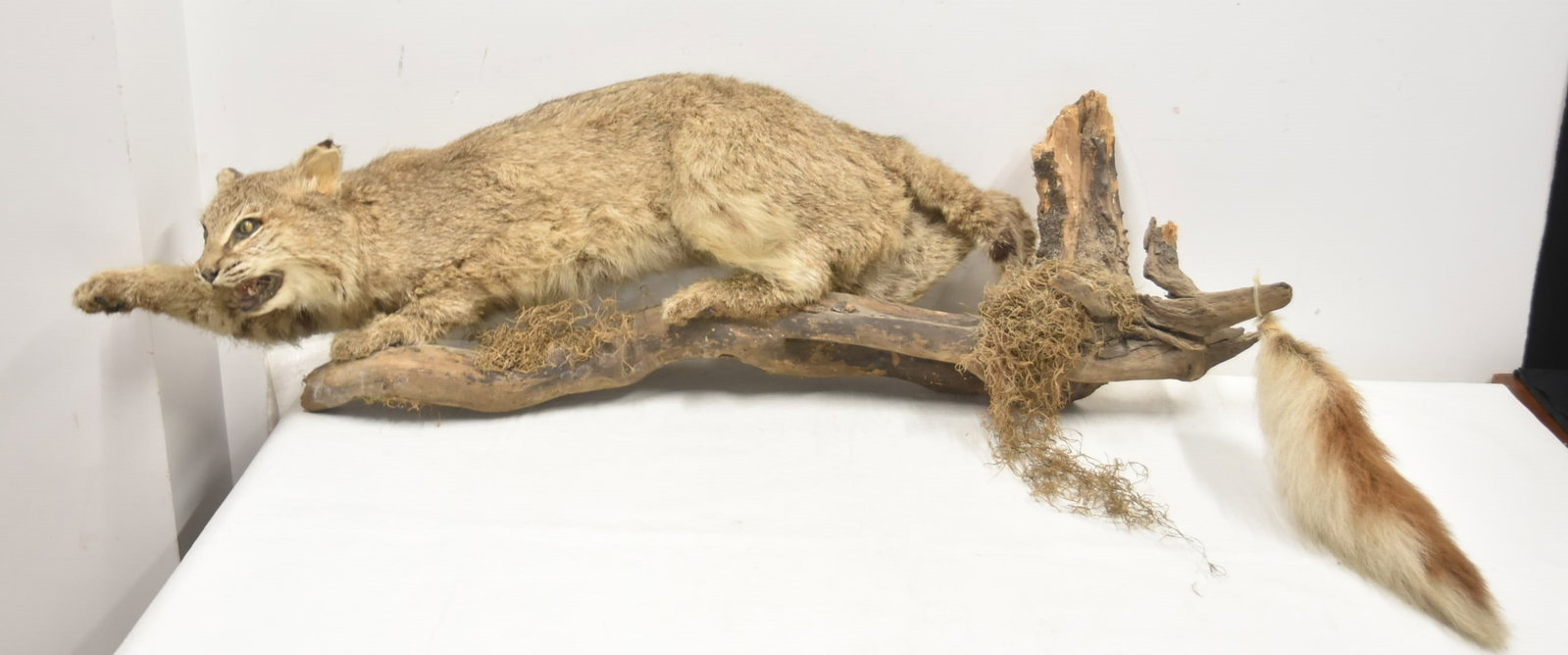 FULL BODY BOBCAT TAXIDERMY MOUNT: FULL BODY TAXIDERMY BOBCAT PERCHED ON WOOD BRANCH - 41" x 7" x 14"
