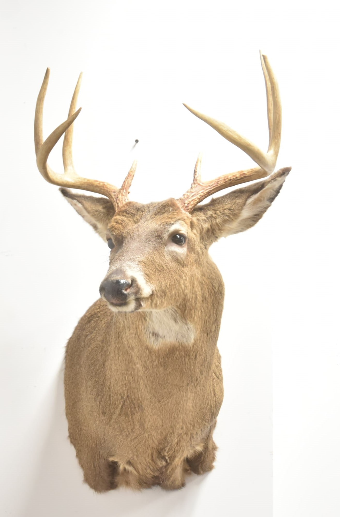 WHITE TAIL DEER TAXIDERMY SHOULDER MOUNT: TAXIDERMY WHITE TAIL DEER SHOULDER MOUNT - 20" x 20" x 34"