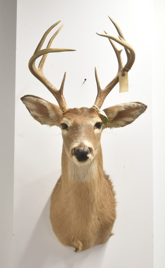 10 POINT WHITE TAIL DEER TAXIDERMY SHOULDER MOUNT: 10 POINT WHITE TAIL DEER SHOULDER MOUNT TAXIDERMY - 18" x 18" x 35"