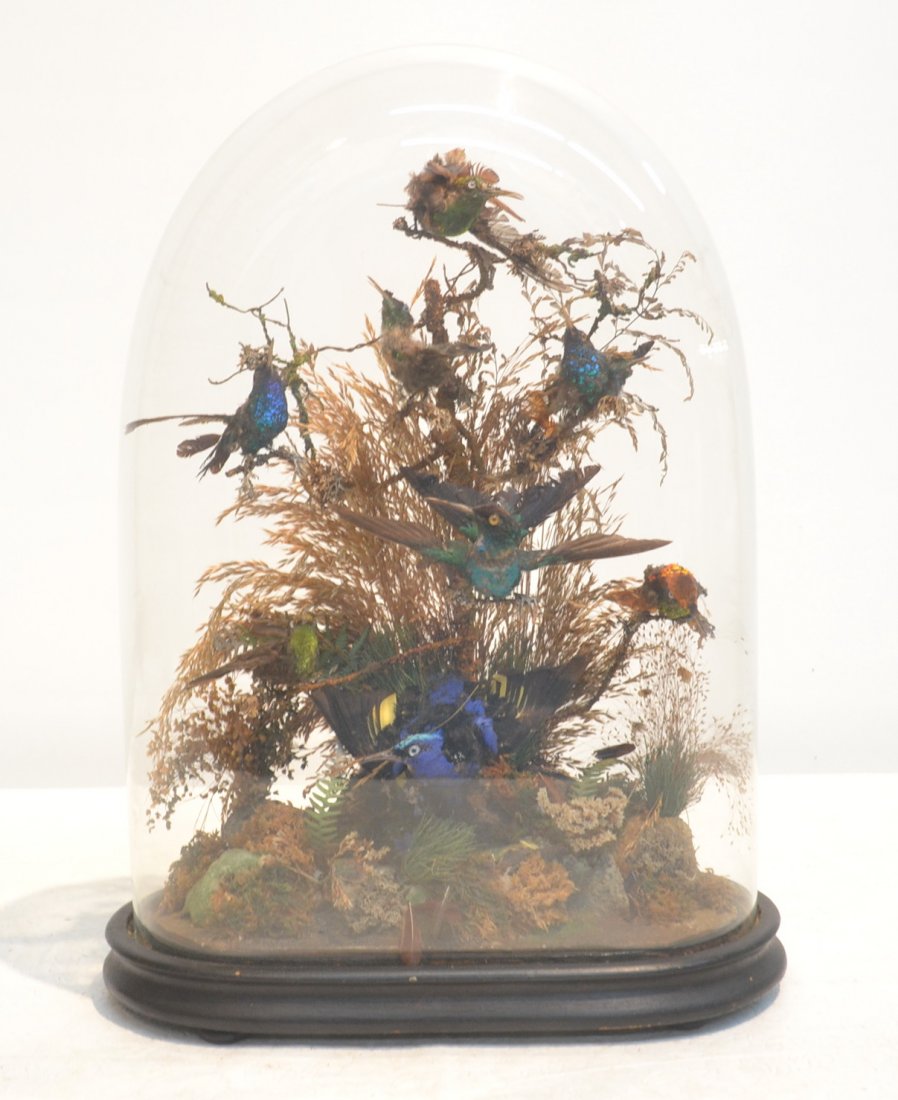 ASHMEADE & Co. PRIZE MEDAL 1862 BIRD AVIARY UNDER: DOME - 10 1/2" x 15" ALL BIDDERS ON TAXIDERMY ARE STRONGLY ADVISED TO SEEK ADVICE REGARDING THE IMPORT/EXPORT OF SUCH LOTS, THIS IS THE SOLE RESPONSIBILITY OF THE BIDDER, ECHOES WILL NOT BE RESPONSIBL