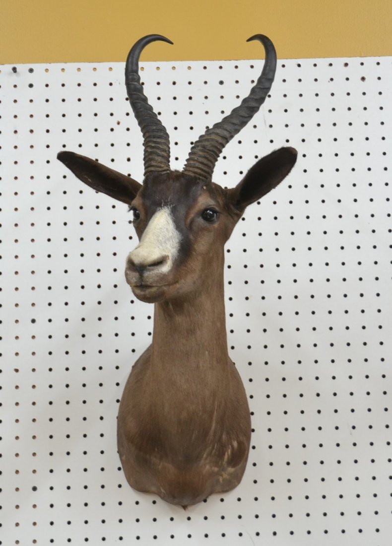 BLACK SPRINGBOK TAXIDERMY MOUNT: 13" x 17" x 25"