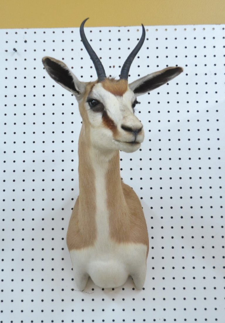 SPRINGBOK TAXIDERMY MOUNT - 13" x 19" x 23": SPRINGBOK TAXIDERMY MOUNT - 13" x 19" x 23"