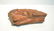 PETRIFIED WOOD FOSSIL - 8" x 5" x 4 1/2"